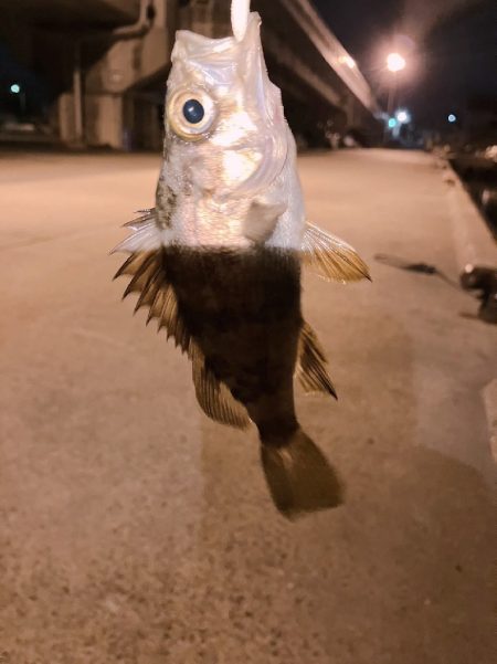 クーのぼっち釣行記!