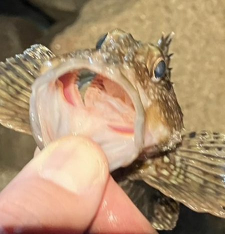 明石港東外港西防波堤灯台