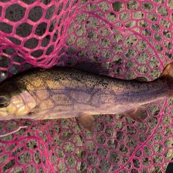 釣食浪漫 ~パターンを見極めろ!~