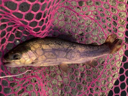 釣食浪漫 ~パターンを見極めろ!~