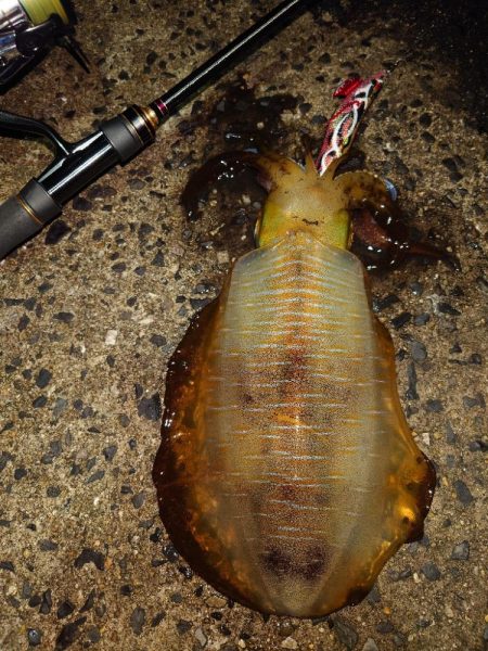 モンスター降臨IN対馬