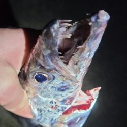 さすがに、もう厳しい様です