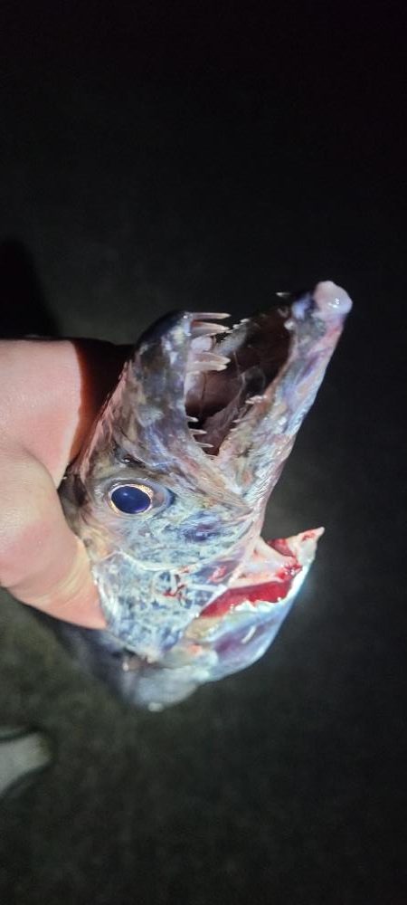 さすがに、もう厳しい様です