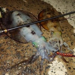 ナイトエギングIN対馬