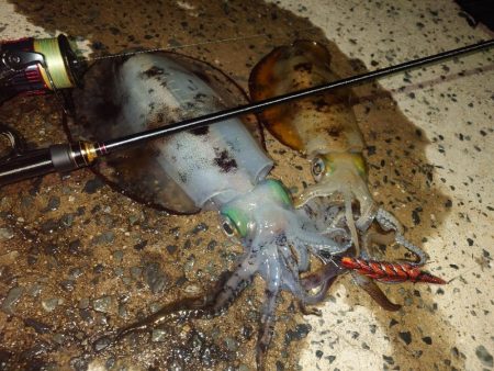 ナイトエギングIN対馬