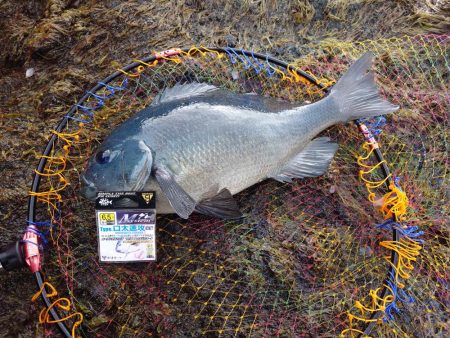 念願の50cmオーバー