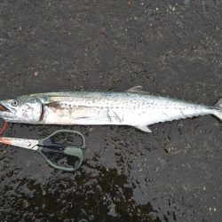 雨の合間の釣行