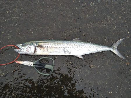 雨の合間の釣行