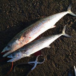 牙のある長いやつ