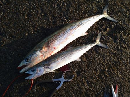 牙のある長いやつ