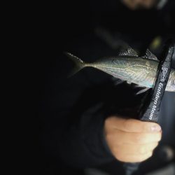 カマス爆沸き‼︎アジも入れ食い!