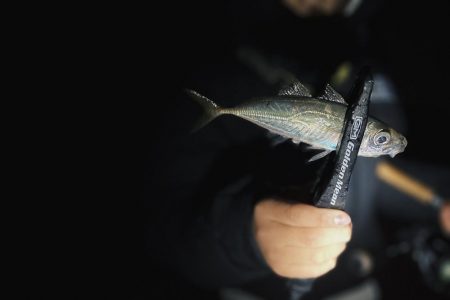 カマス爆沸き‼︎アジも入れ食い!