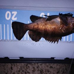 雨中メバリング