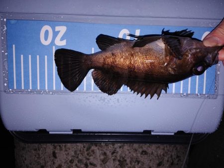 雨中メバリング