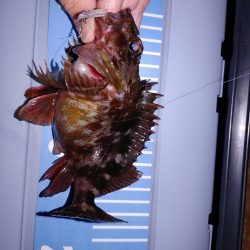 激渋メバリング