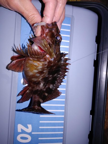 激渋メバリング