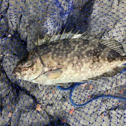 たかたかの釣り日記