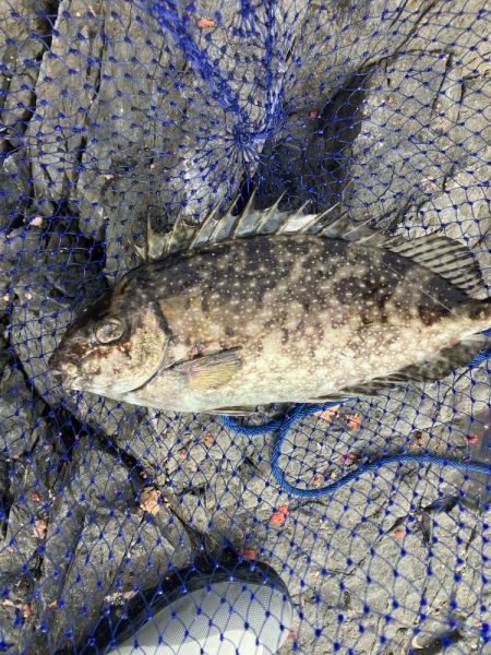 たかたかの釣り日記