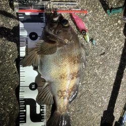 初ホタルイカ&ホタルイカパターン