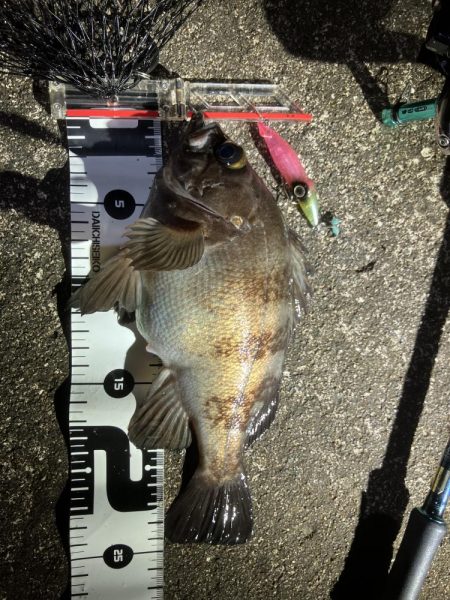 初ホタルイカ&ホタルイカパターン