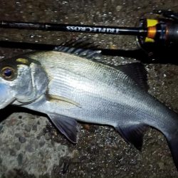 2024/02/02 南港ライトゲーム釣行 (ロックフィッシュ狙い)