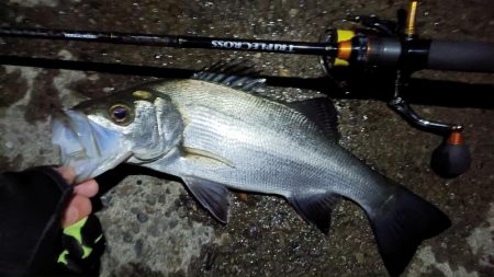 2024/02/02 南港ライトゲーム釣行 (ロックフィッシュ狙い)