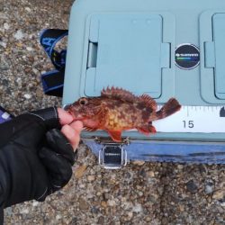 ガシラはなんとか