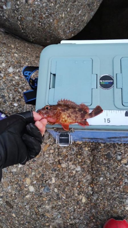 ガシラはなんとか