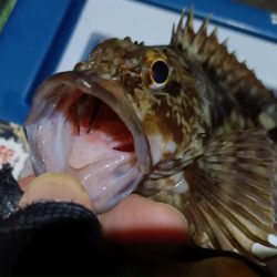 2024/02/04 南港ライトゲーム釣行 (ロックフィッシュ狙い)