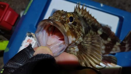 2024/02/04 南港ライトゲーム釣行 (ロックフィッシュ狙い)