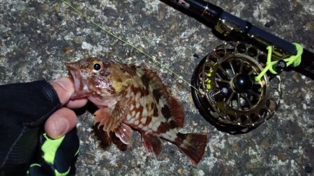 2024/02/07 南港ヘチ釣り釣行