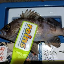 2024/02/08 南港ライトゲーム釣行 (ロックフィッシュ狙い)