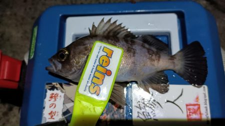 2024/02/08 南港ライトゲーム釣行 (ロックフィッシュ狙い)