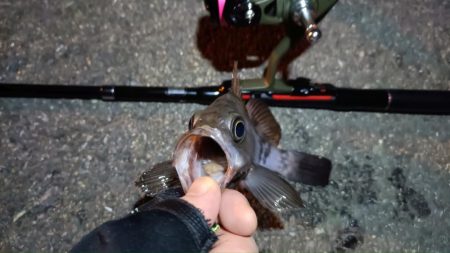 2024/02/09 南港ライトゲーム釣行 (ロックフィッシュ狙い)