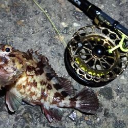 2024/02/10 南港ヘチ釣り釣行