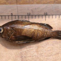 泉佐野食品コンビナートでメバル