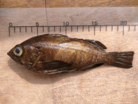 泉佐野食品コンビナートでメバル