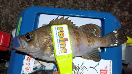 2024/02/12 南港ライトゲーム釣行…