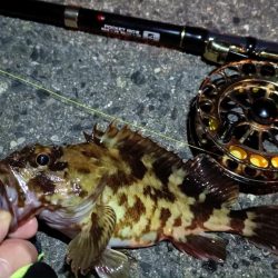 2024/02/16 南港ヘチ釣り釣行 (歳無し釣果有り!)