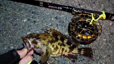 2024/02/16 南港ヘチ釣り釣行 (歳無し釣果有り!)