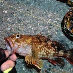 2024/02/17 南港ヘチ釣り釣行 (歳無し釣果有り2!)