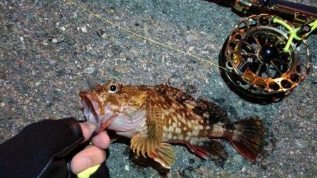 2024/02/17 南港ヘチ釣り釣行 (歳無し釣果有り2!)