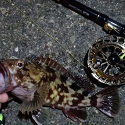 2024/02/23 南港ヘチ釣り釣行