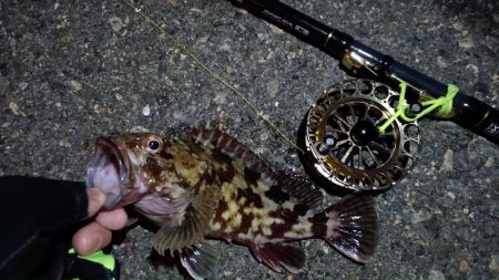 2024/02/23 南港ヘチ釣り釣行