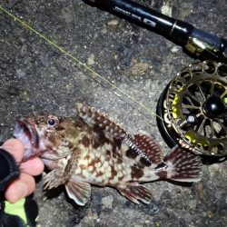 2024/02/25 南港ヘチ釣り釣行