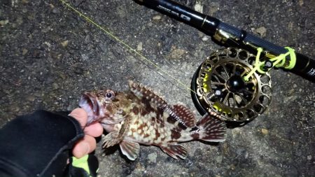 2024/02/25 南港ヘチ釣り釣行