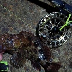 2024/02/28 南港ヘチ釣り釣行