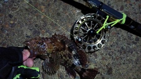 2024/02/28 南港ヘチ釣り釣行