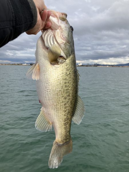 北山田初バス55cm