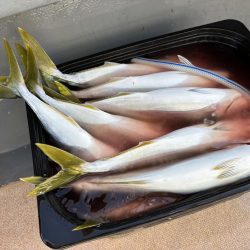 ジギング船でハマチ爆釣、サワラ、アオハタも